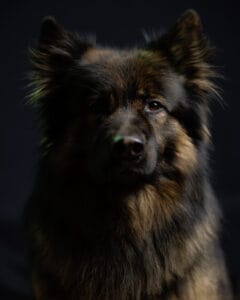 Nahaufnahme eines Schäferhundes mit braunem, flauschigem Fell vor schwarzem Hintergrund.