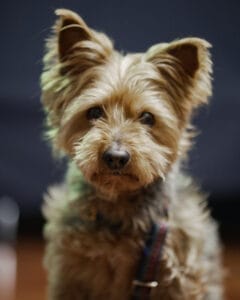 Ein Yorkshire Terrier mit braunem, lockigem Fell und aufmerksamen Augen in Nahaufnahme.